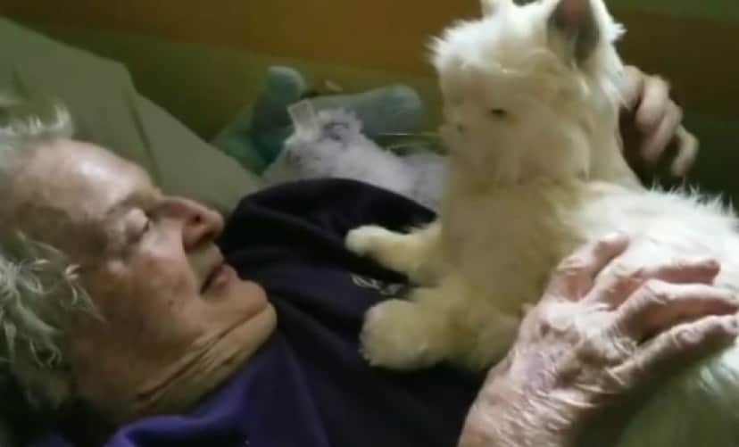 愛と癒しがいっぱい 認知症で猫を飼えなくなった母に息子が贈ったものとは カラパイア 愛と癒しがいっぱい 認知症で猫を飼えなくなった母に息子が贈ったものとは カラパイア