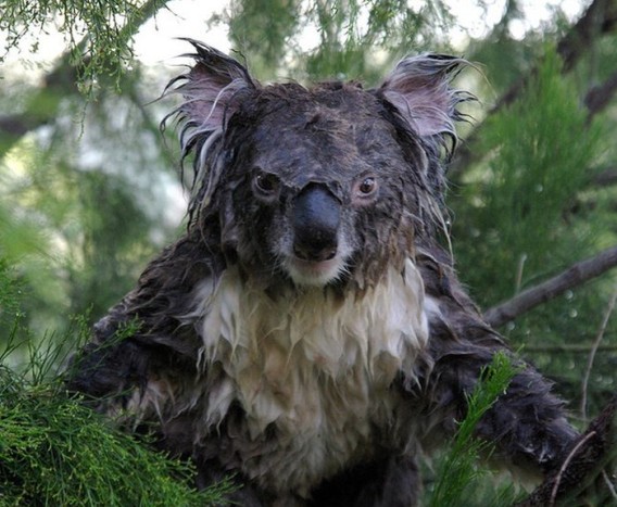 koala2_02_e