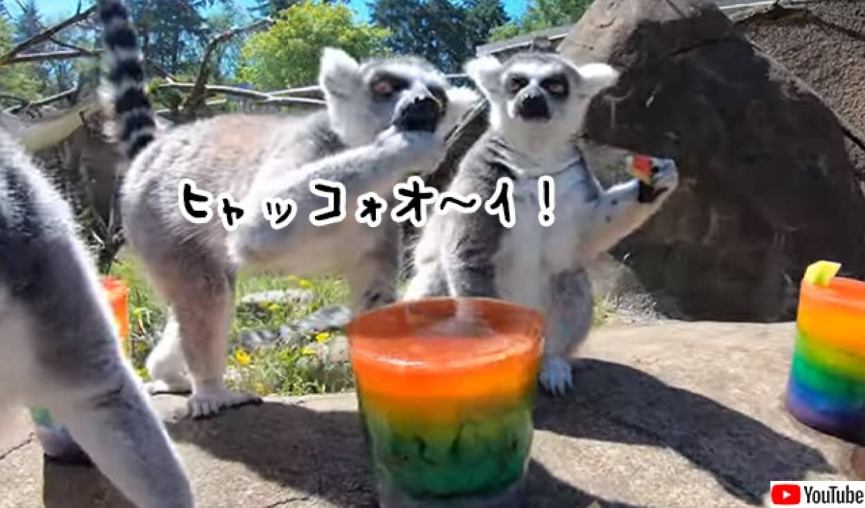 ¥¥Ä¥Í¥¶¥ë¤¿¤Á¤Î¥¢¥¤¥¹¥¥ã¥ó¥Ç¥£¡¼¥Ñ¡¼¥Æ¥£¡¼³«ºÅÃæ