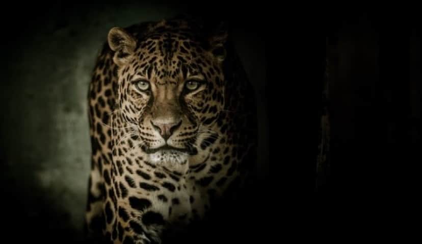 leopard-2896635_640_e