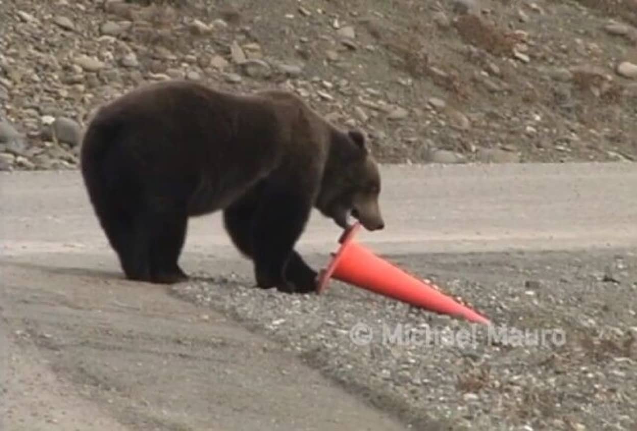 bearncone2_e