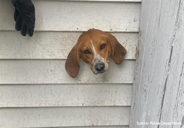 犬、はさまる。排気口に頭を突っ込んだものの抜けなくなってしまい警察と消防隊が共同救出