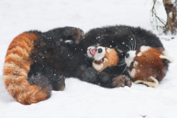 反則すぎる レッサーパンダが雪で遊ぶ姿のかわいさよ 画像 動画 カラパイア 反則すぎる レッサーパンダが雪で遊ぶ姿のかわいさよ 画像 動画 カラパイア