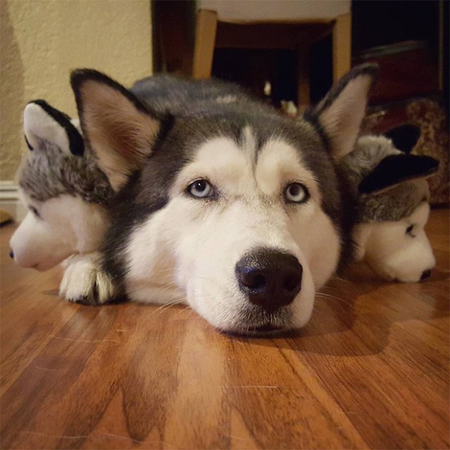 cerberus-dog23_e