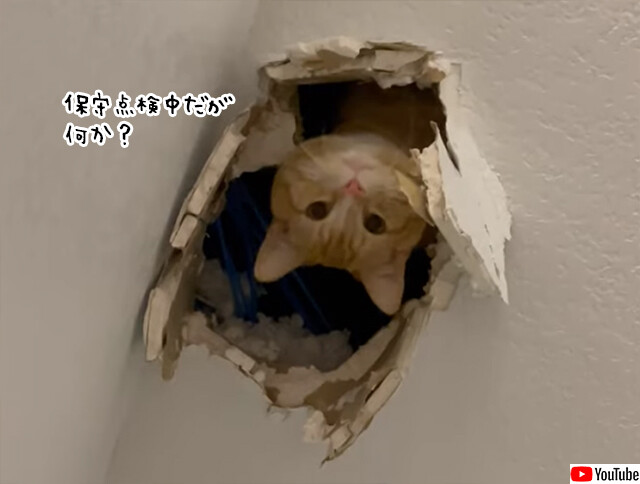 穴という穴の保守点検は怠らない猫。天井の穴を点検中ですが何か？
