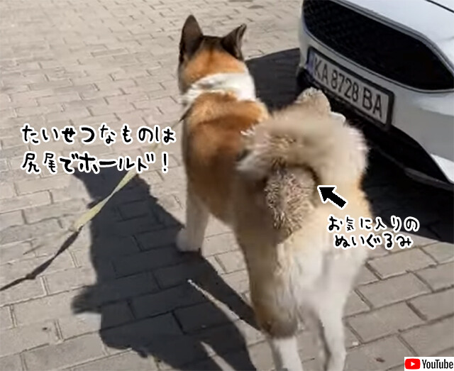 大切なぬいぐるみは尻尾に収納。くるんと巻いてしっかりキープの秋田犬