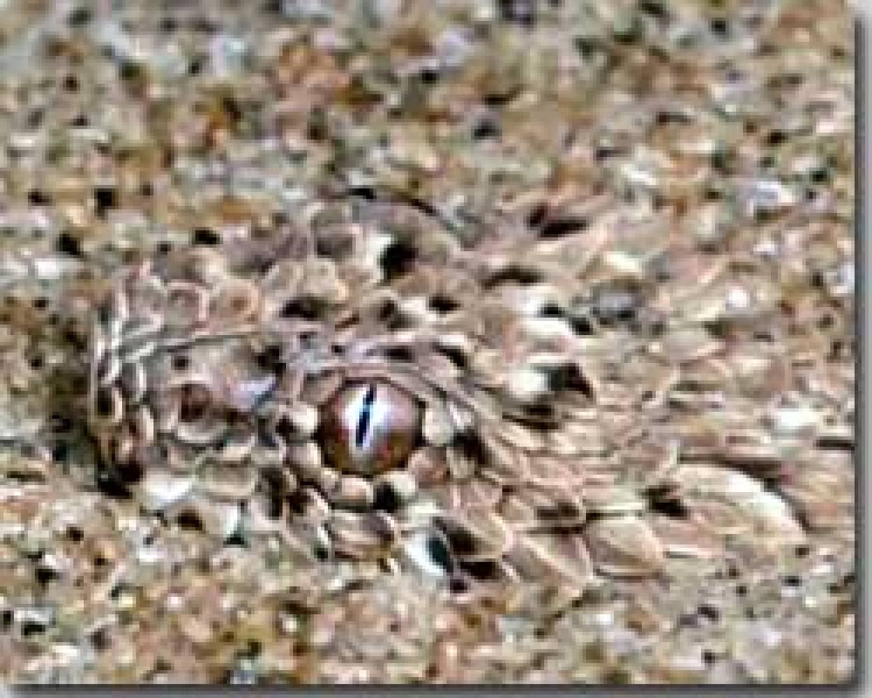 アフリカの砂漠で生きる変温動物 トカゲと毒蛇 カラパイア アフリカの砂漠で生きる変温動物 トカゲと毒蛇 カラパイア