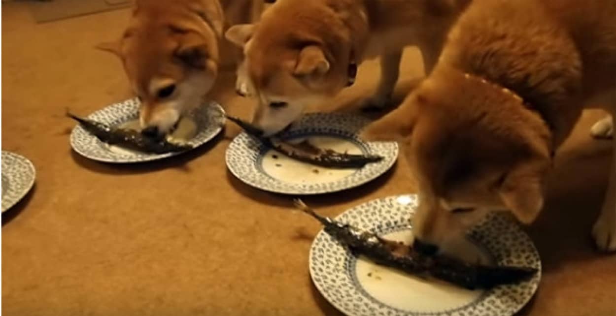 飯テロ動画 柴犬ズのサンマ祭り カラパイア