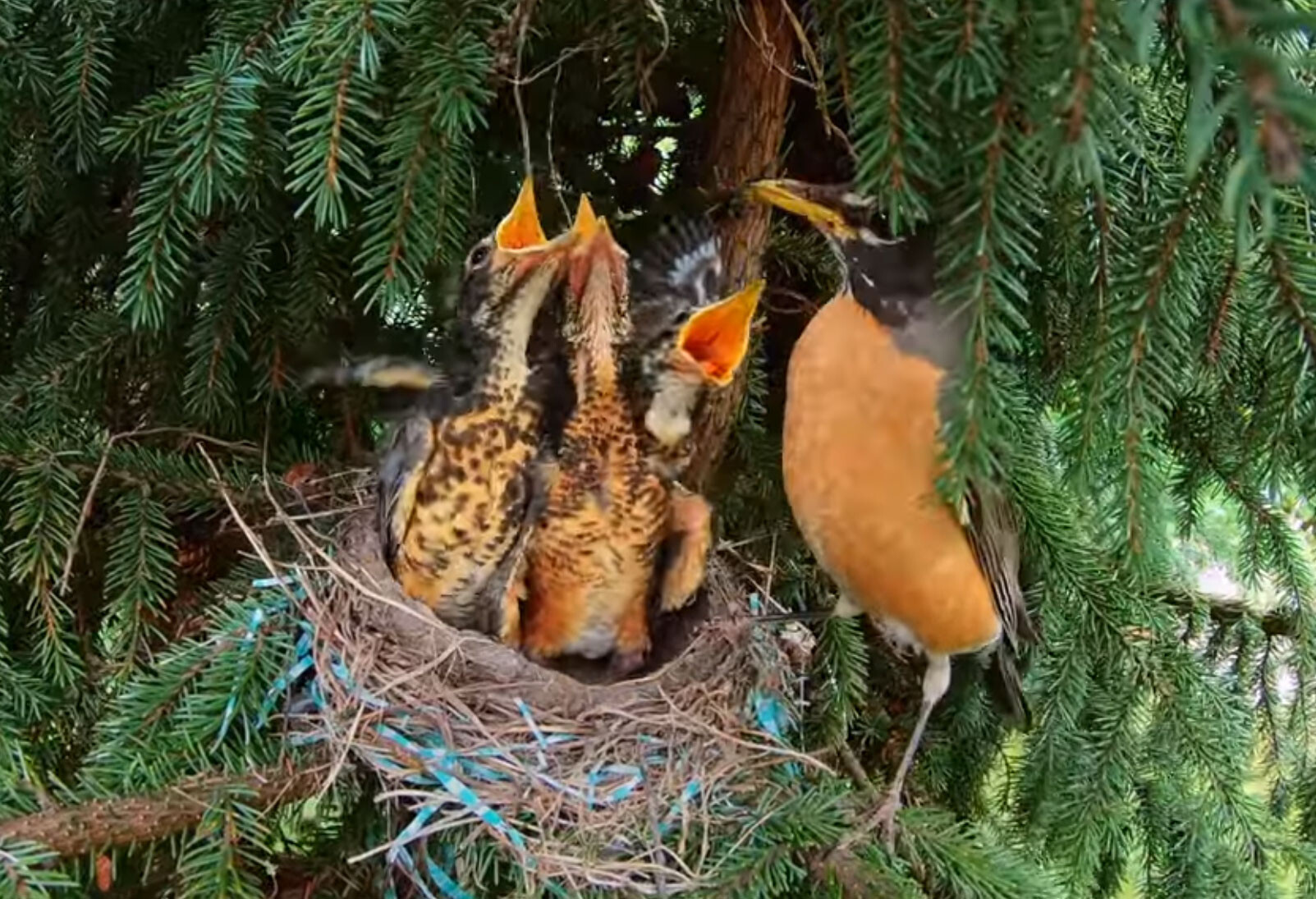 ケベック州の野生動物たちの春
