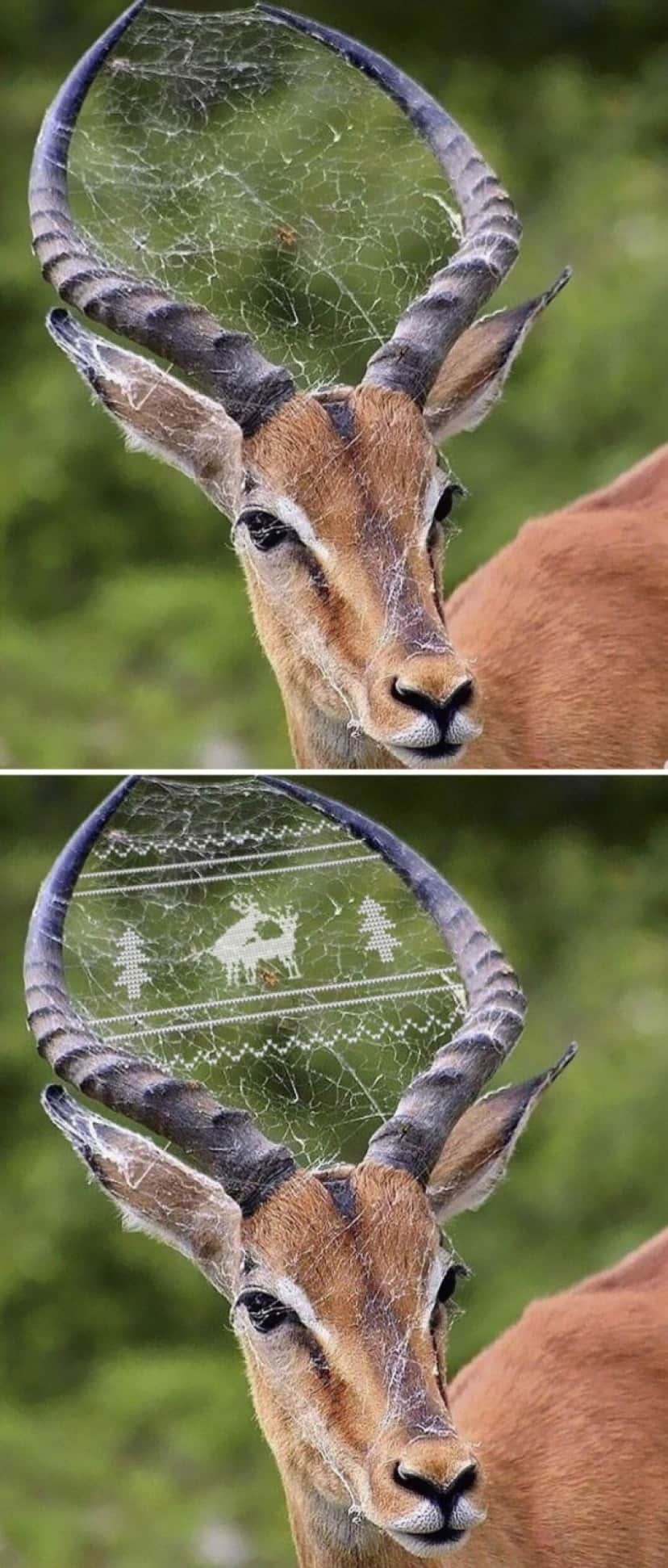 コラ職人が腕を振るう 19年フォトショップバトル優秀作品15 カラパイア