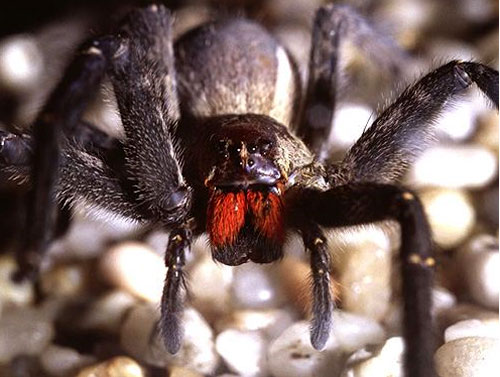 1匹で80人を殺せる 世界一猛毒な蜘蛛 Brazillian Wandering Spider クロドクシボグモ カラパイア