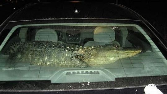 車のボンネットの中に潜んでいた動物達 ヘビ出演中 カラパイア 車のボンネットの中に潜んでいた動物達 ヘビ出演中 カラパイア