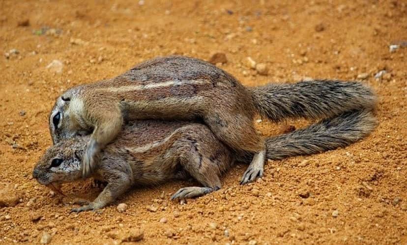 squirrels-4219839_640