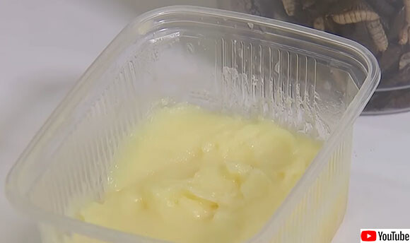 幼虫の脂肪を利用して作られた「昆虫バター」を開発中、そのお味は？（ベルギー）※昆虫出演中