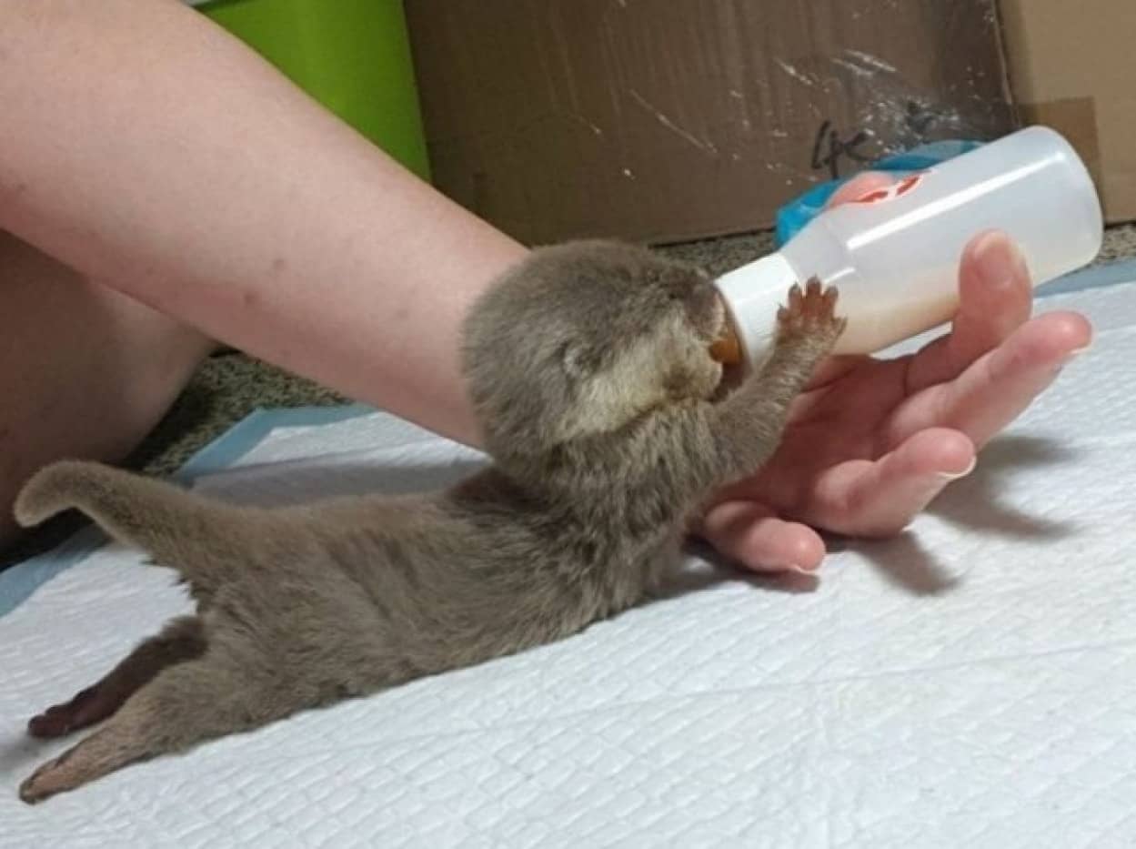 一日１かわいいで医者いらず 心を溶かす動物たちの仕草 カラパイア