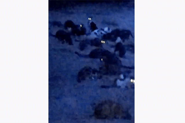 キラ ン 暗闇で一斉に光る猫の群れの目 カラパイア