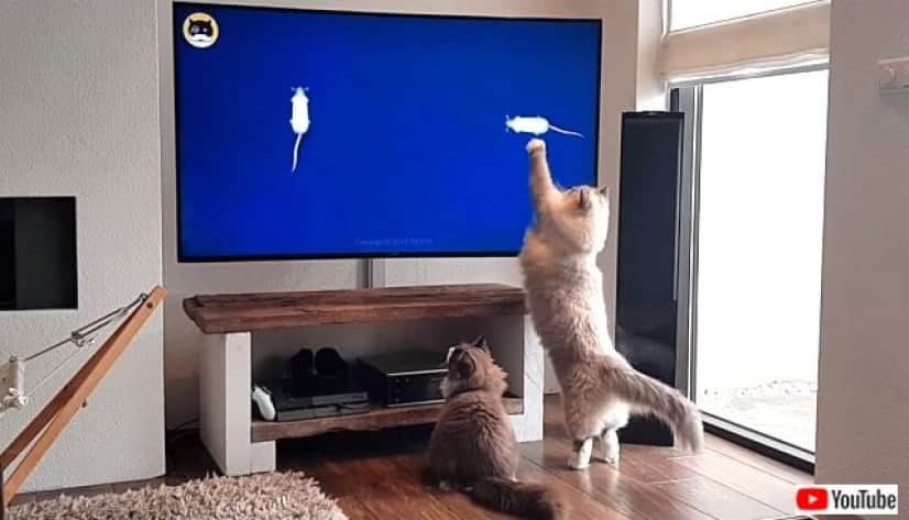 tv4cats5_640