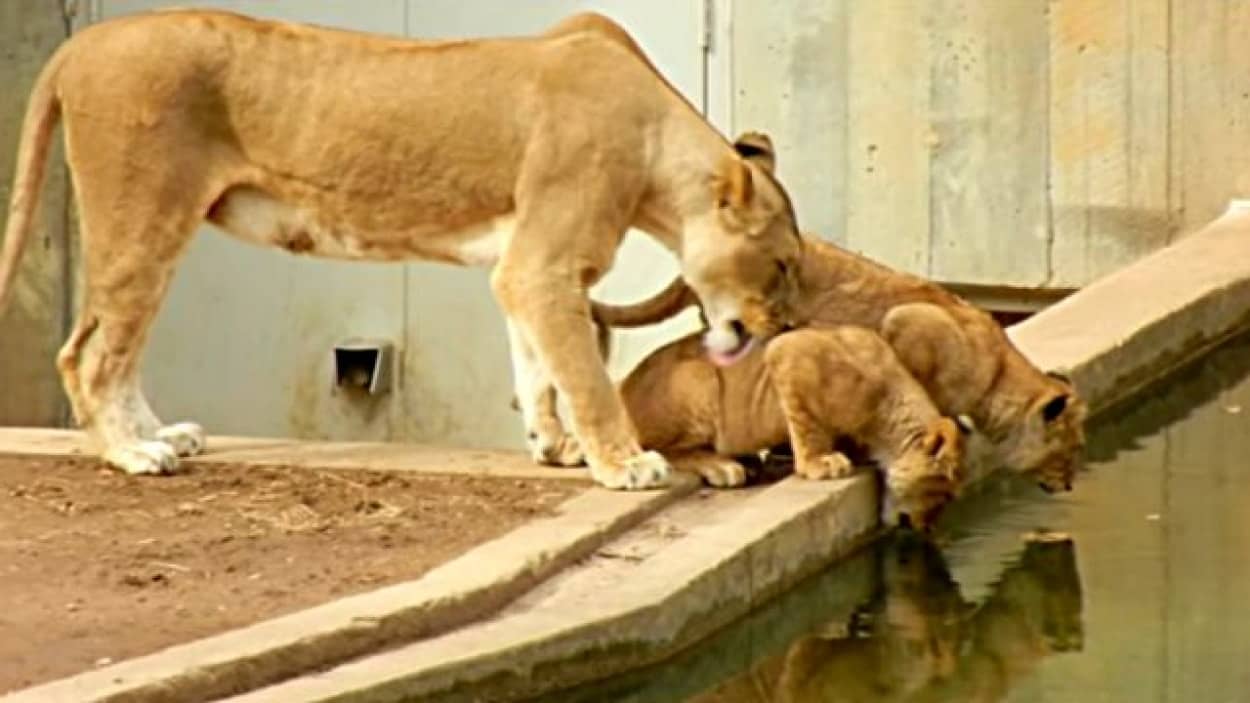 ママってば もういい加減にしてよ 子供を水に落っことしちゃったお母さんライオン カラパイア