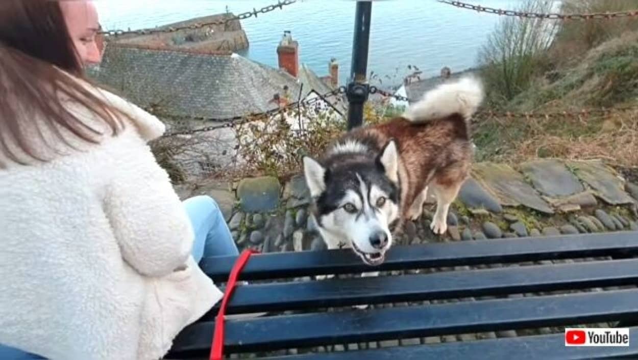 犬に優しいイングランドの田舎町を歩いてみた お散歩大好きマラミュート シェルパの1日ぶらり旅 カラパイア 犬に優しいイングランドの田舎町を歩いてみた お散歩大好きマラミュート シェルパの1日ぶらり旅 カラパイア