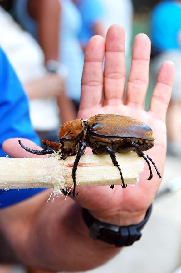 世界10の巨大昆虫たち（昆虫注意） : カラパイア