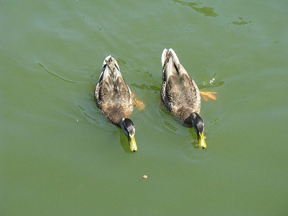 synchronized swimming animals 12