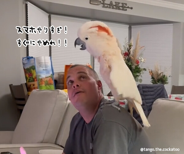 スマホに夢中になっている飼い主にオウムが激怒し大声で超絶説教（大音量注意）