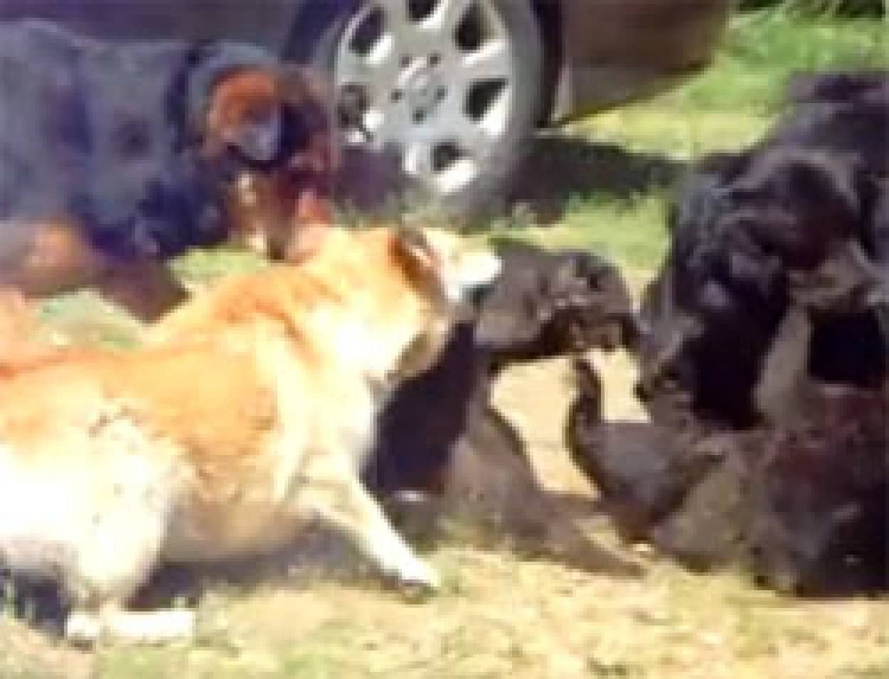 喧嘩イクナイ 猫の喧嘩を徹底的に止めに入る仲裁犬グループ カラパイア