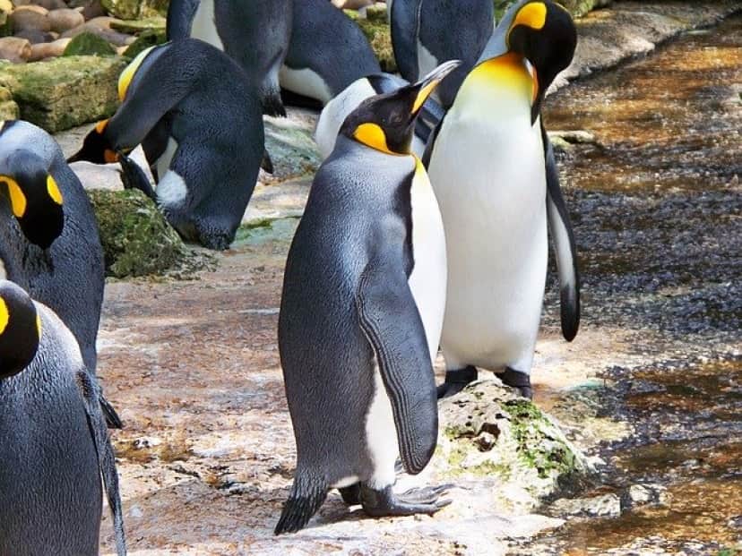 king-penguin-326746_640