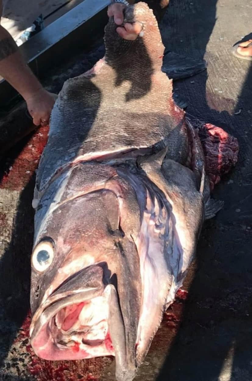 巨大魚ゲットだぜ いくらなんでもデカすぎるやろ 釣り好きの息子と一緒に釣りに出掛けたお母さん 信じられないサイズの巨大魚をゲットだぜ オーストラリア カラパイア