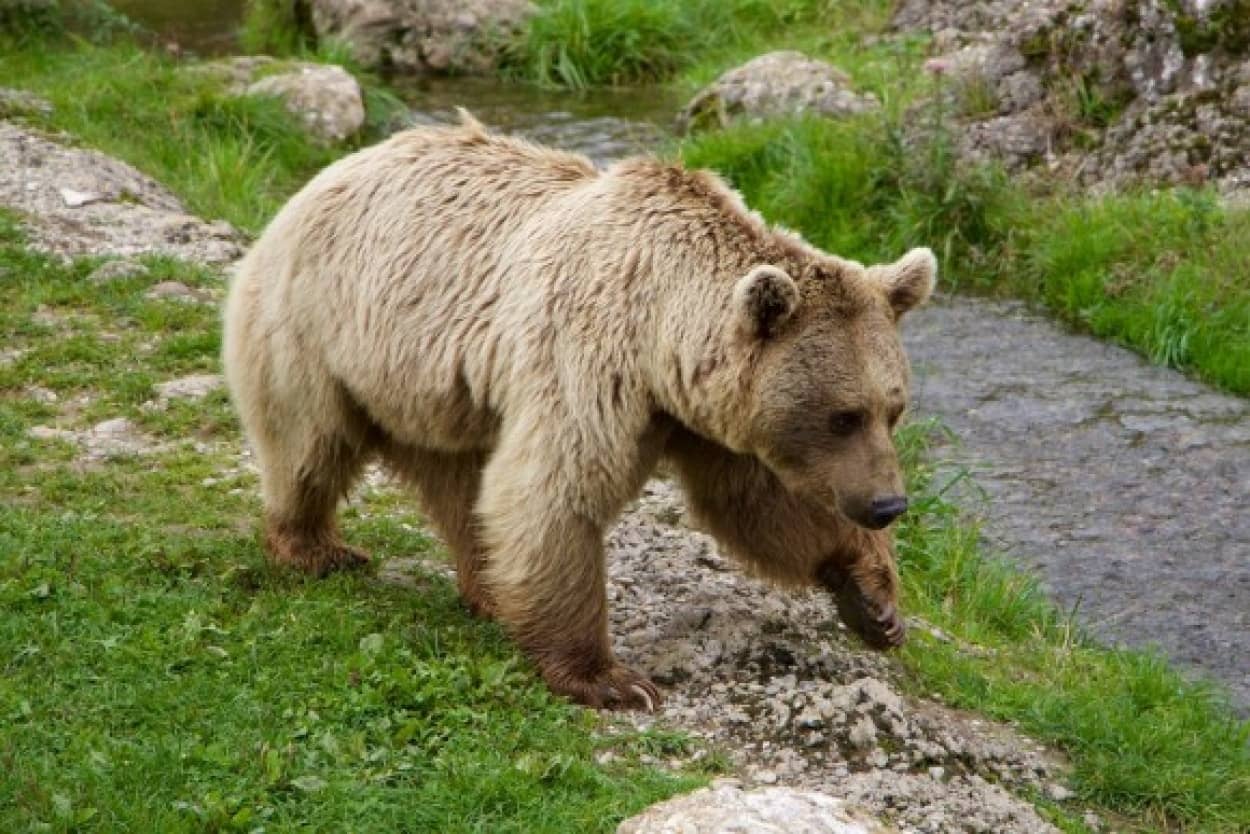 遭遇しただけで怖いのに さらに銃で武装しているだと 銃を盗んだクマがシベリア界隈をうろついている件 ロシア カラパイア