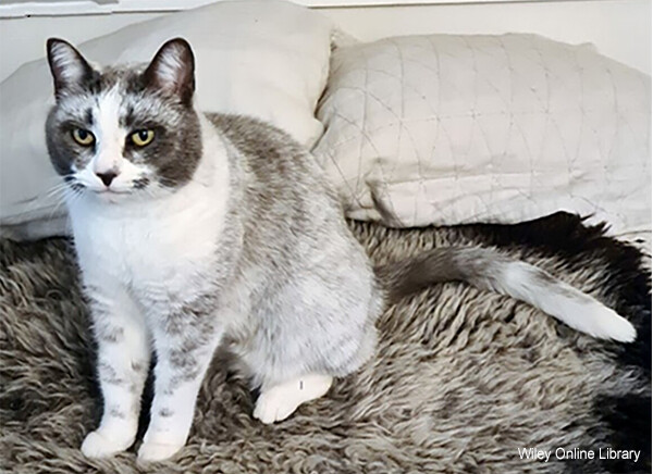遺伝子変異により猫の新たな毛色が誕生「サルミアッキ」と命名