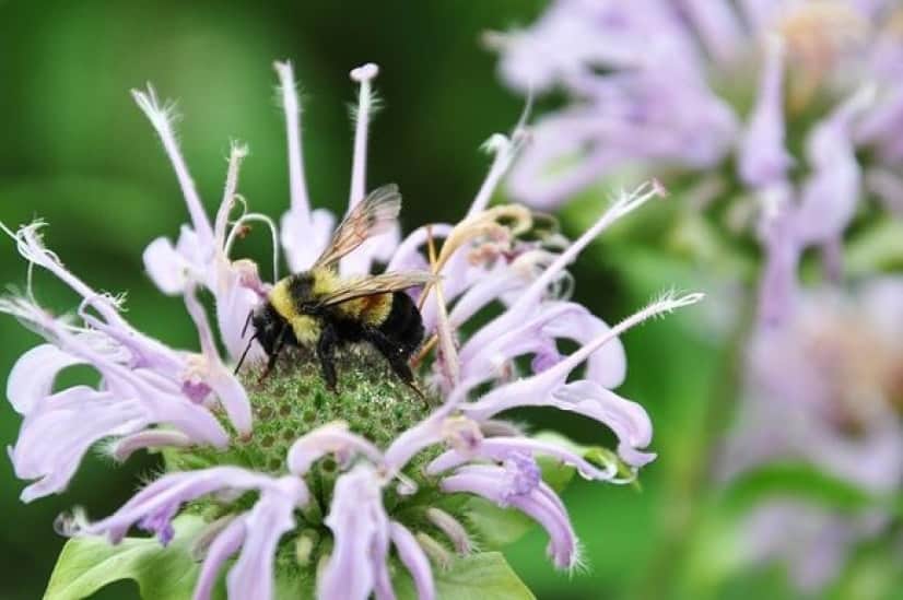 bee-flower