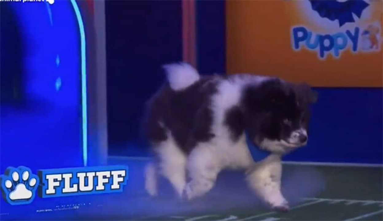 スーパーボウルの裏の祭典、小犬たちによるパピーボウル