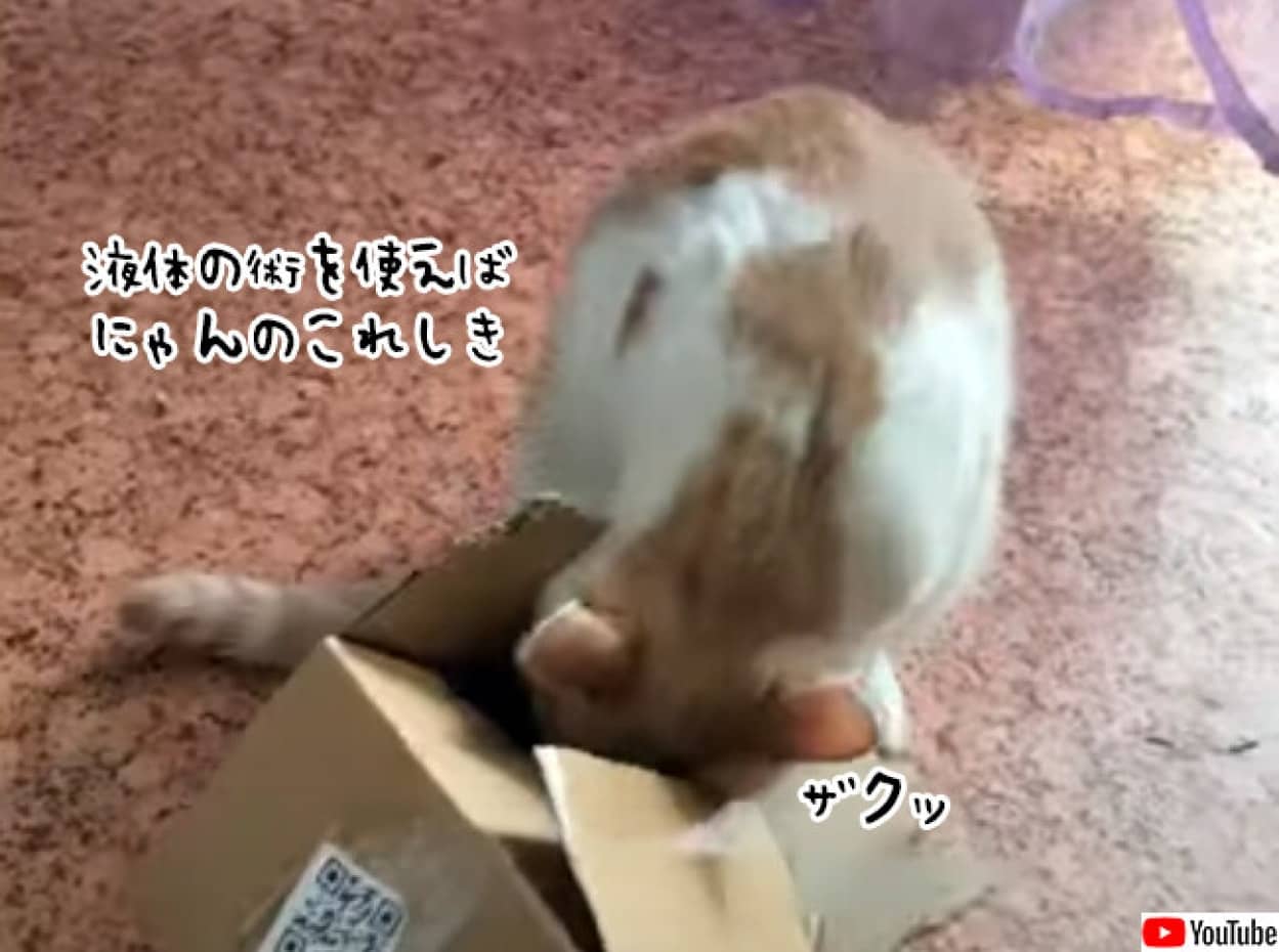 小さなダンボール箱の中に何とか入ろうとする猫が話題に