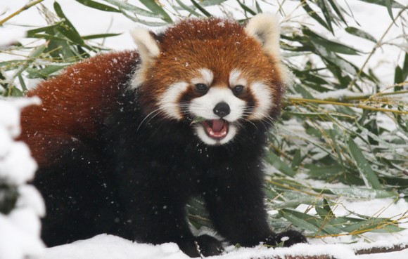 反則すぎる レッサーパンダが雪で遊ぶ姿のかわいさよ 画像 動画 カラパイア 反則すぎる レッサーパンダが雪で遊ぶ姿のかわいさよ 画像 動画 カラパイア