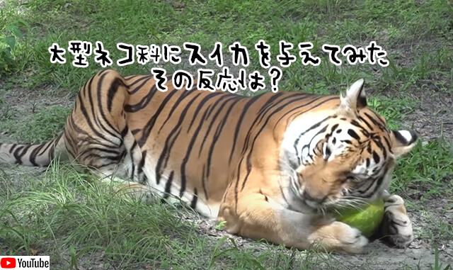 トラ、ヒョウ、ジャガー、大型ネコ科にスイカを丸ごと与えてみた。その反応は
