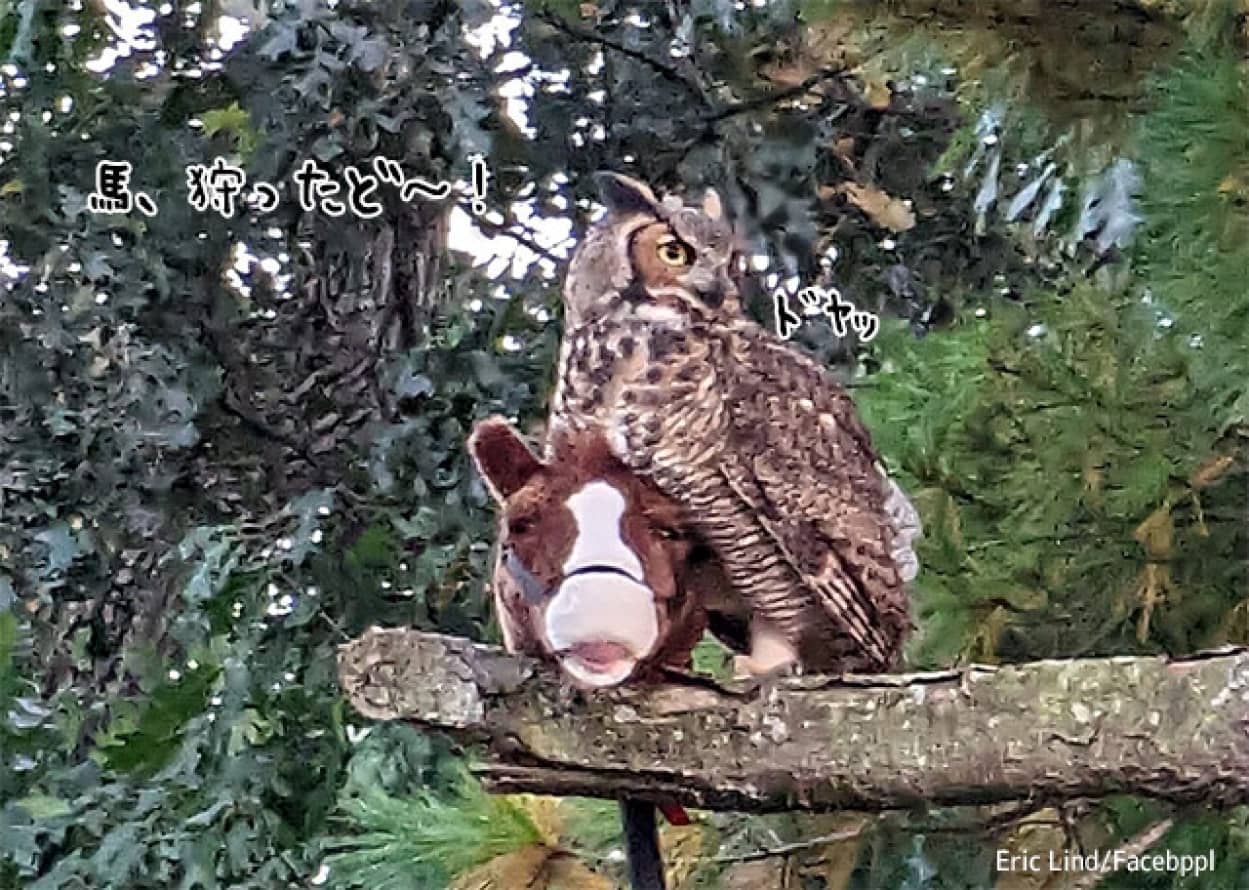 フクロウが馬のおもちゃを狩る