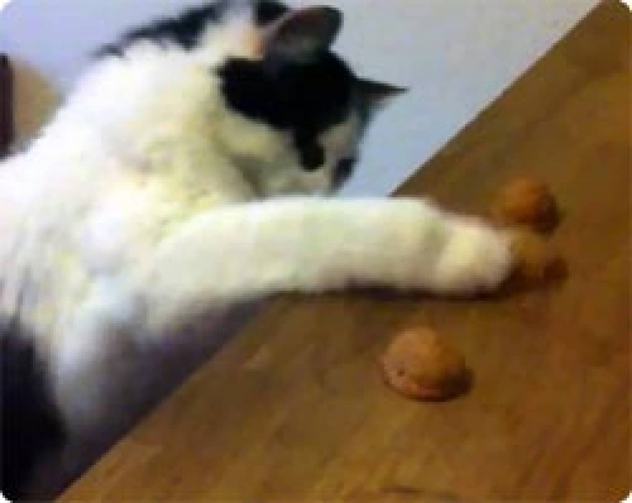 天才猫現る 3つのカップをくるくる回してどこに入っているかをピタリと当てる カラパイア 天才猫現る 3つのカップをくるくる回してどこに入っているかをピタリと当てる カラパイア