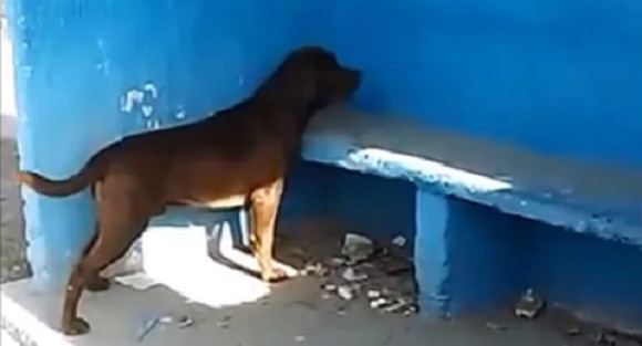 いったいなぜ バス停の青い壁を見つめ続けている犬 アルゼンチン カラパイア