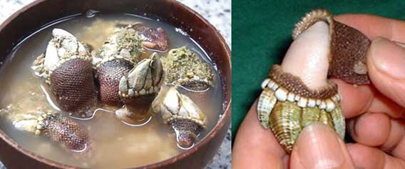 亀の手そっくりなんだけど 食べたら病み付きになるらしい海岸の固着動物 カメノテ カラパイア