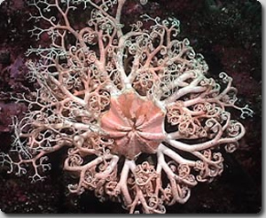 フラクタルな無数の触手で獲物をハムハムする 深海の棘皮動物 テヅルモヅル カラパイア フラクタルな無数の触手で獲物をハムハムする 深海の棘皮動物 テヅルモヅル カラパイア