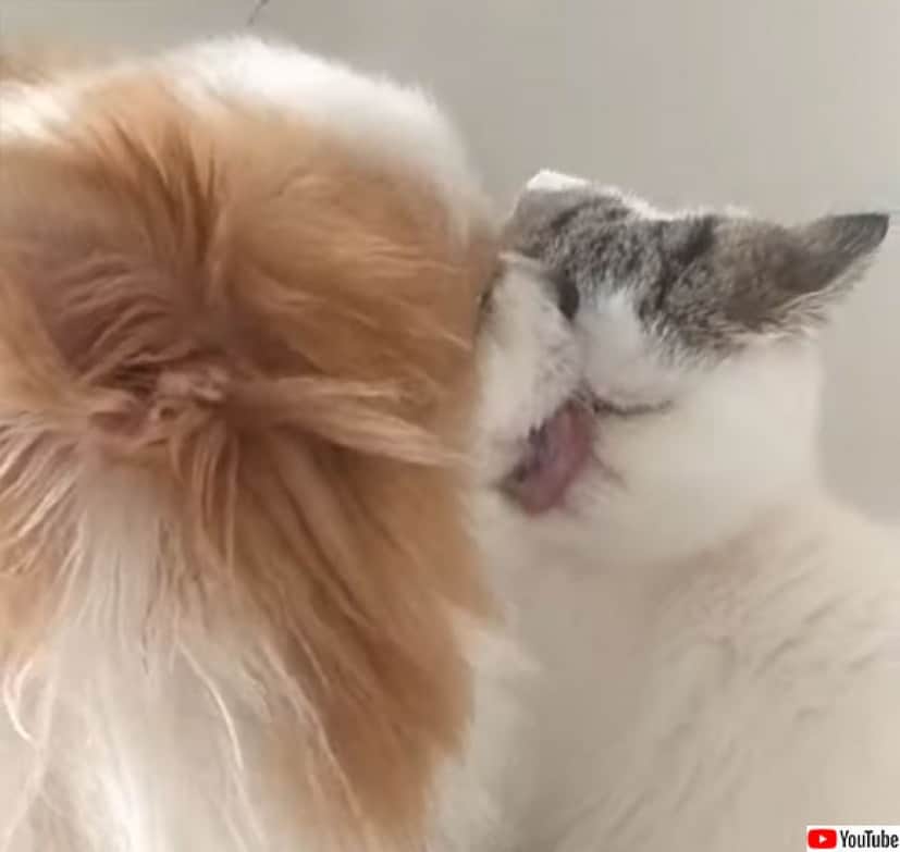 猫の顔がなくなるほど舐めつくす犬の愛情 カラパイア 猫の顔がなくなるほど舐めつくす犬の愛情 カラパイア