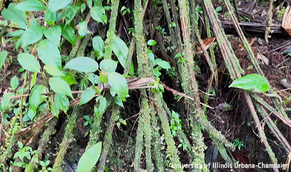 死からの復活。枯れた葉を再生し植物全体を養うゾンビシダの驚異の能力