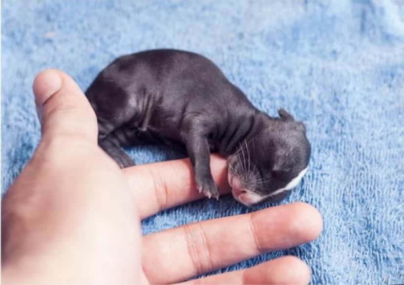 ウサギの赤ちゃんが生まれた 赤ちゃんウサギの生後30日間を撮影した成長記録を見てみよう カラパイア