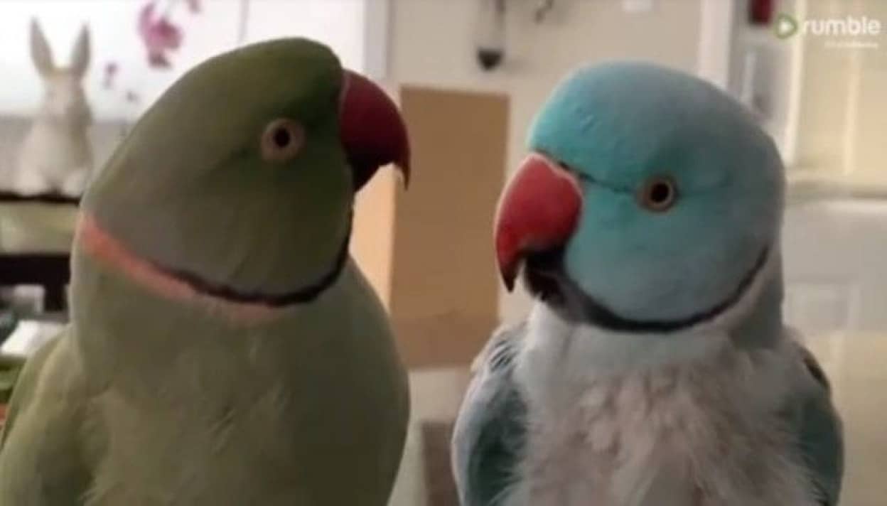 あのねあのね それでね おしゃべりが止まらないワカケホンセイインコの兄弟たち カラパイア