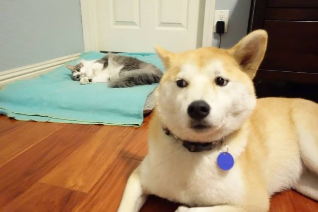 お前の席ないから 猫に寝場所を奪われた犬たちのせつない表情をとらえた画像総集編 カラパイア お前の席ないから 猫に寝場所を奪われた犬たちのせつない表情をとらえた画像総集編 カラパイア