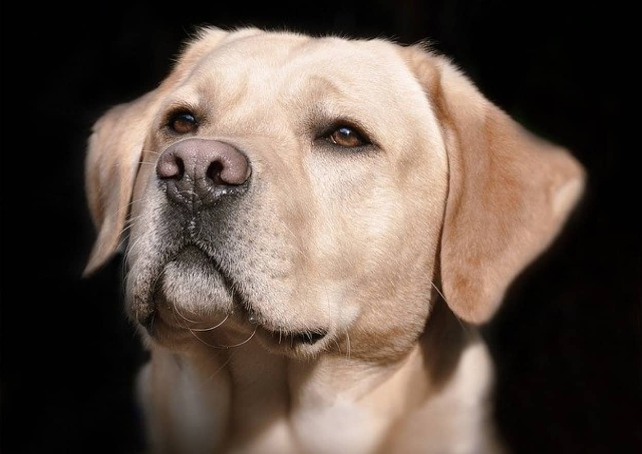 犬は人の尿に含まれる新型コロナウイルスを嗅ぎ分けられるという実験結果