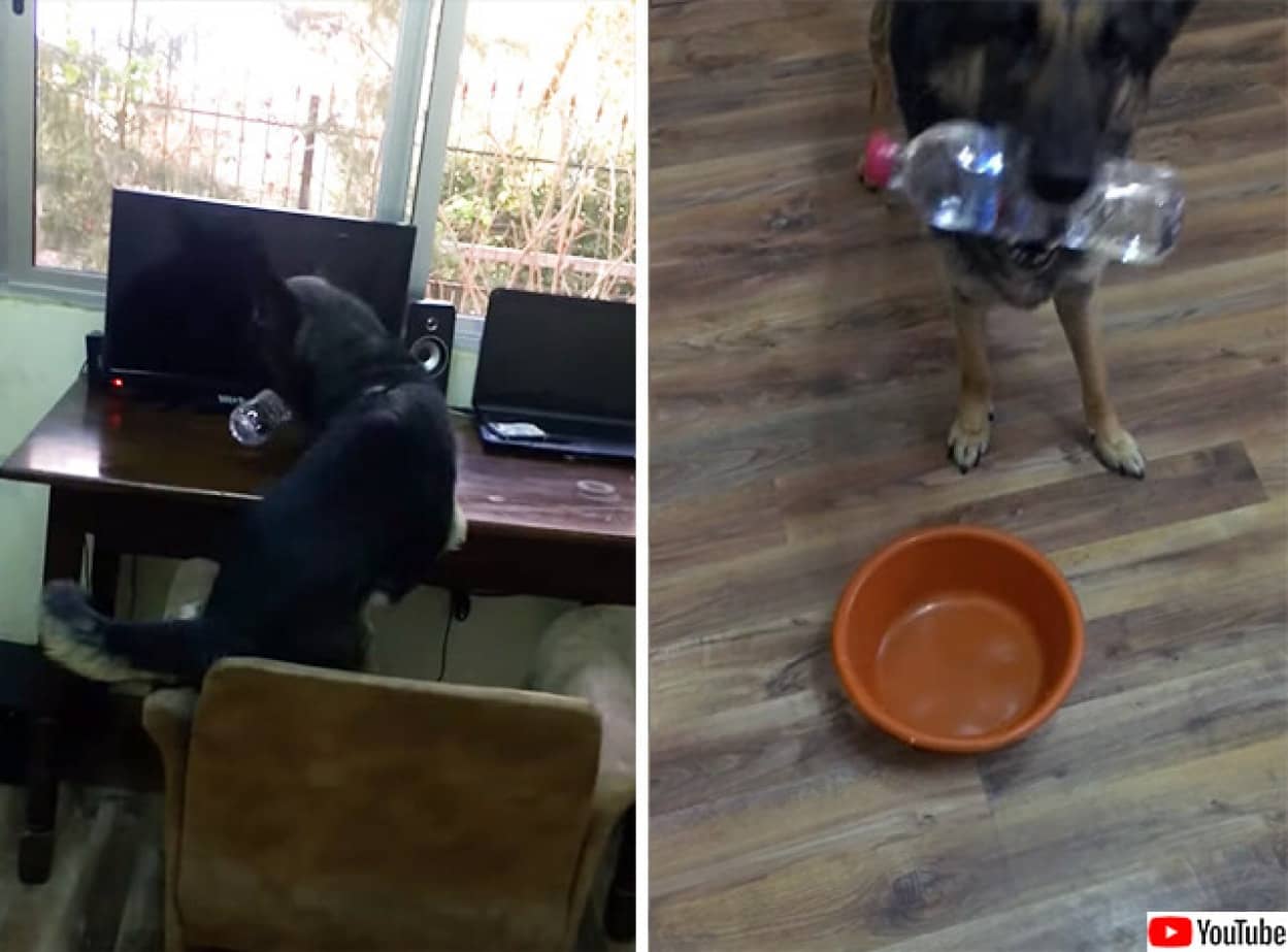 犬の賢い要求