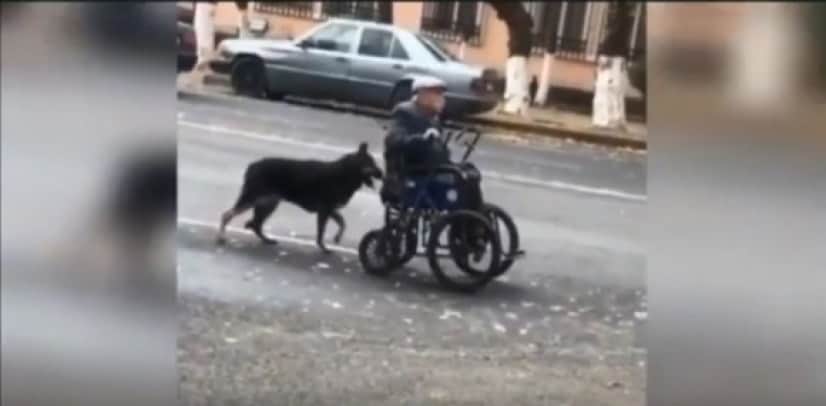 dog2_e