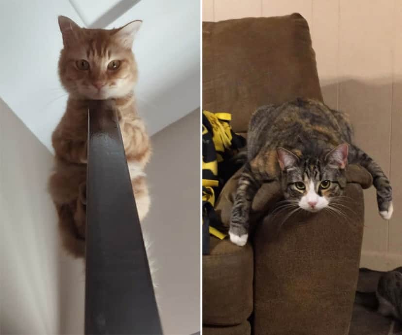 モノレール猫 細長いものに乗りたがる猫たちを集めてみた カラパイア モノレール猫 細長いものに乗りたがる猫たちを集めてみた カラパイア